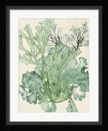 Framed Seaweed Composition II Print