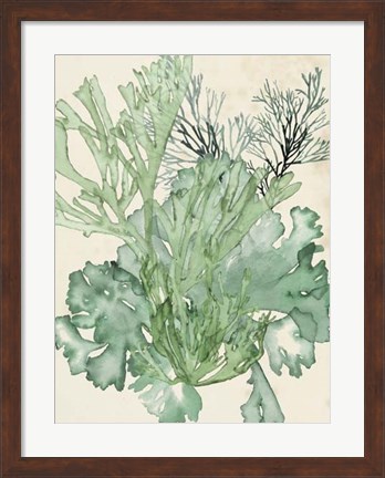 Framed Seaweed Composition II Print