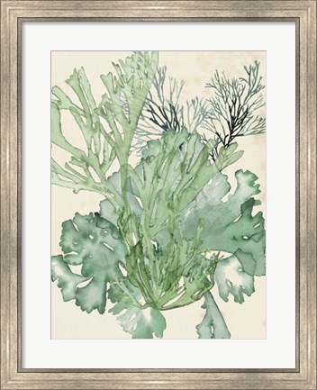 Framed Seaweed Composition II Print