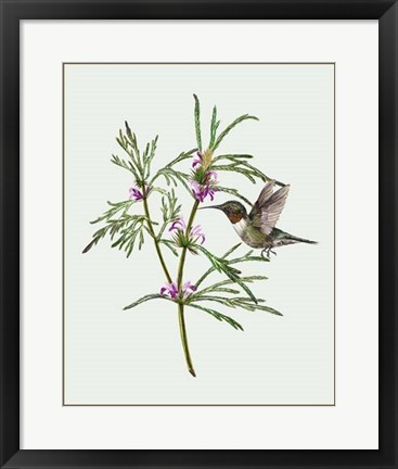 Framed Leonurus Japonicus I Print