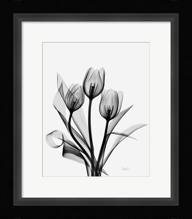 Framed Three Gray Tulips H14 Print