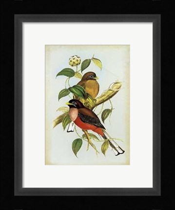 Framed Harpactes Ardens Print