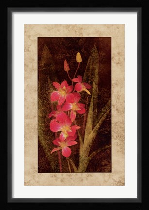 Framed Orchid Print
