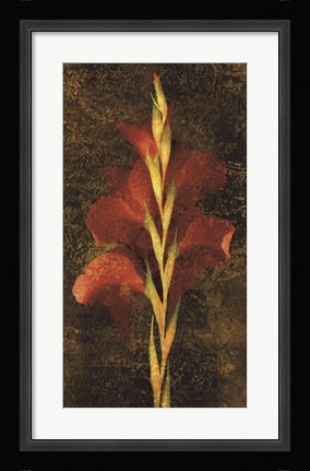 Framed Gladiola Print
