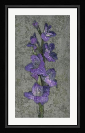 Framed Purple Gladiola Print