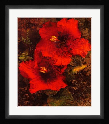 Framed Hibiscus II Print