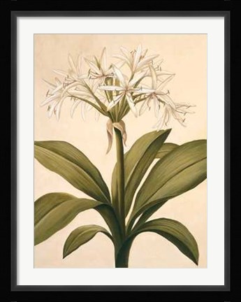 Framed Lilies II Print