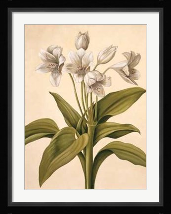 Framed Lilies I Print