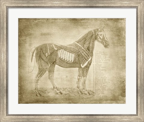Framed Horse Anatomy 401 Print