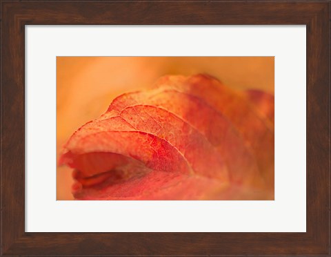 Framed Fall Leaf Print