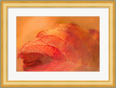 Framed Fall Leaf Print