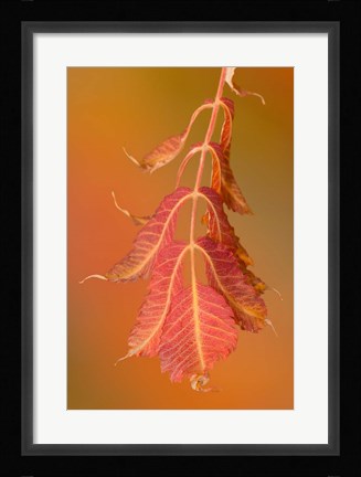 Framed Sumac Twig Print