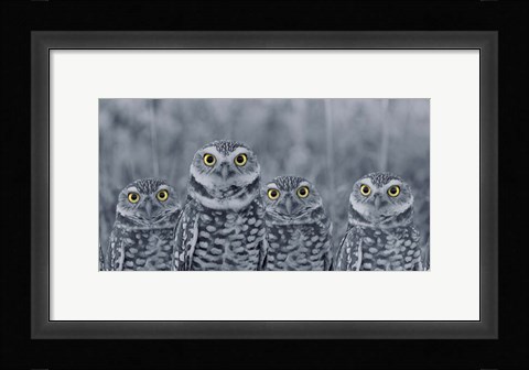 Framed Pop of Color Burrowing Owl Family Print