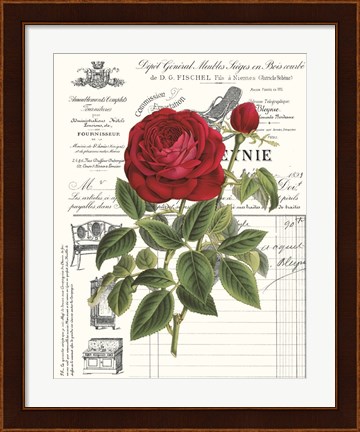 Framed Heirloom Roses B Print