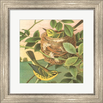 Framed Goldfinch &amp; Warbler B Print