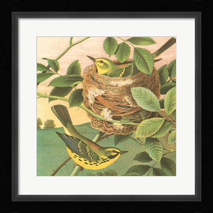 Framed Goldfinch &amp; Warbler B Print