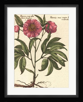 Framed Giant Peony II Print