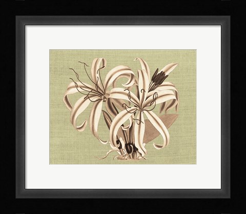 Framed Regence Lily I Print