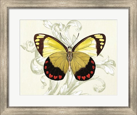 Framed Butterfly Theme II Print