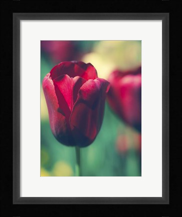 Framed Tulip Sway I Print
