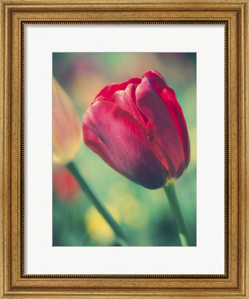 Framed Tulip Sway II Print