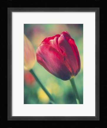 Framed Tulip Sway II Print
