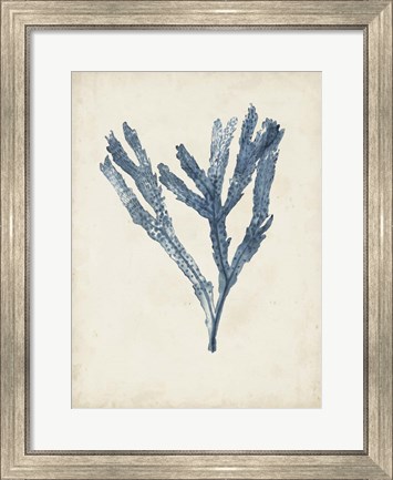 Framed Seaweed Specimens I Print