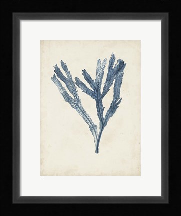 Framed Seaweed Specimens I Print