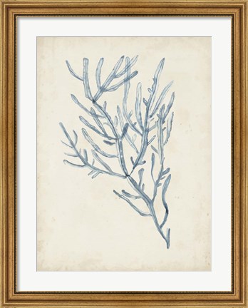 Framed Seaweed Specimens III Print
