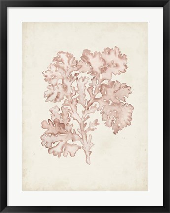 Framed Seaweed Specimens VI Print