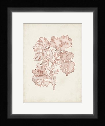 Framed Seaweed Specimens VI Print