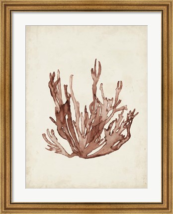 Framed Seaweed Specimens VII Print