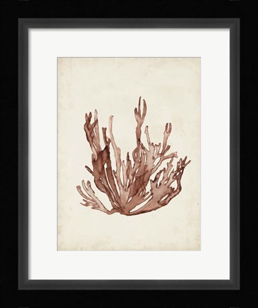 Framed Seaweed Specimens VII Print