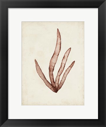 Framed Seaweed Specimens VIII Print