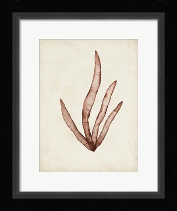 Framed Seaweed Specimens VIII Print