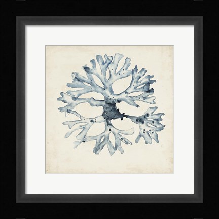Framed Seaweed Specimens X Print