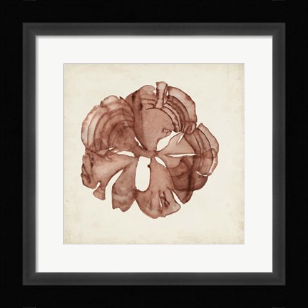 Framed Seaweed Specimens XIV Print