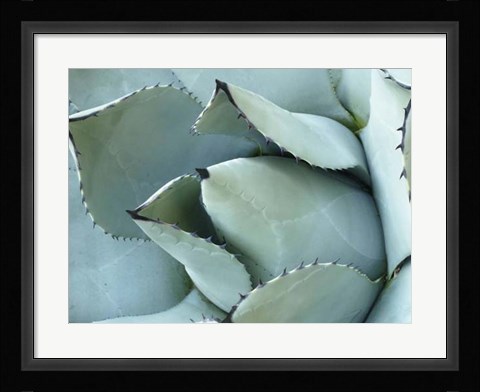 Framed Agave Detail I Print