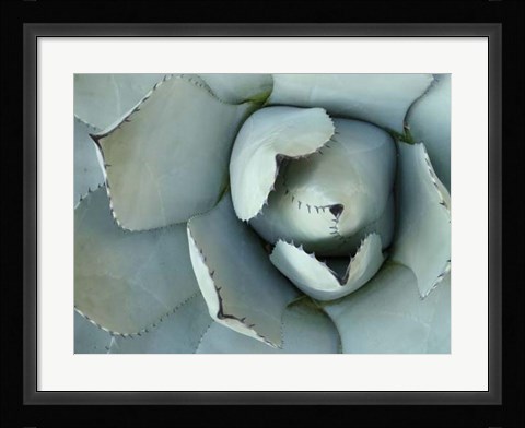 Framed Agave Detail II Print