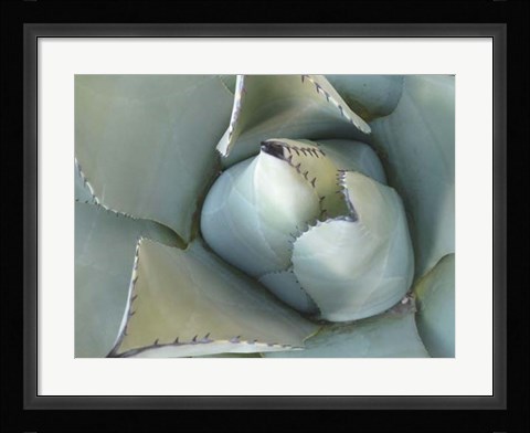Framed Agave Detail III Print