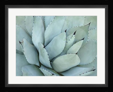 Framed Agave Detail IV Print