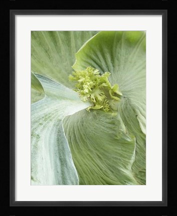 Framed Banana Leaf II Print