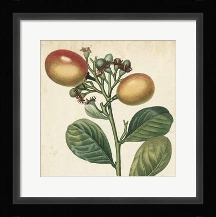 Framed Garden Bounty I Print