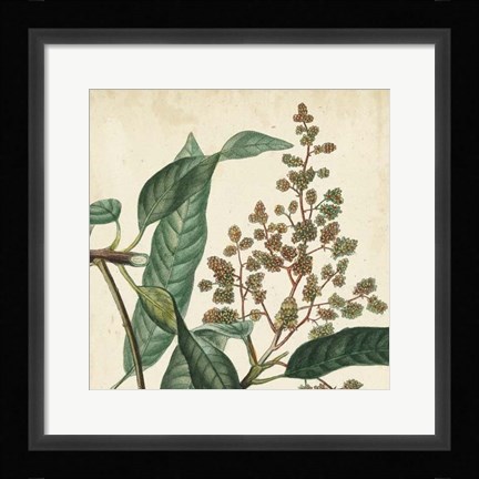 Framed Garden Bounty II Print