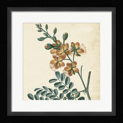 Framed Garden Bounty III Print