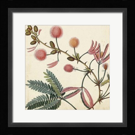 Framed Garden Bounty IV Print
