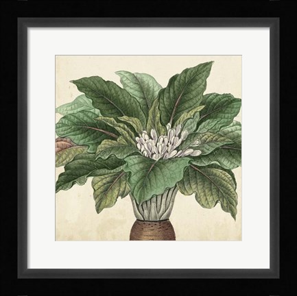 Framed Garden Bounty V Print