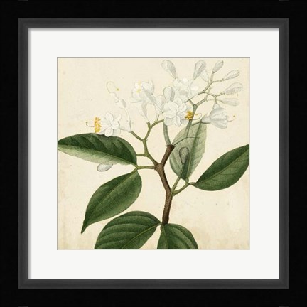Framed Garden Bounty VI Print