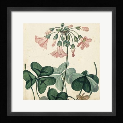 Framed Garden Bounty VIII Print