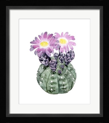 Framed Cactus Bloom IV Print